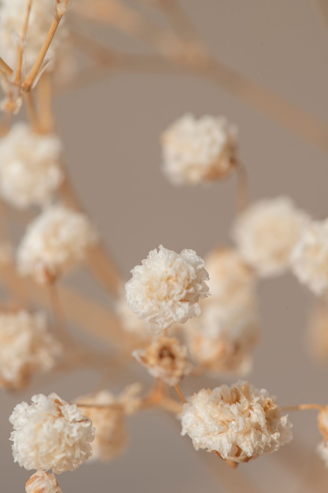 Baby's Breath Images Free Vectors, PNGs, Mockups & Backgrounds rawpixel