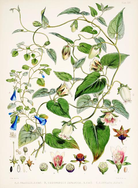 Indian tobacco (Lobelia inflata) from Illustrations of Himalayan plants (1855) by W. H. (Walter Hood) Fitch (1817-1892). Indian tobacco (Lobelia inflata) from Illustrations of Himalayan plants (1855) by W. H. (Walter Hood) Fitch (1817-1892). -…