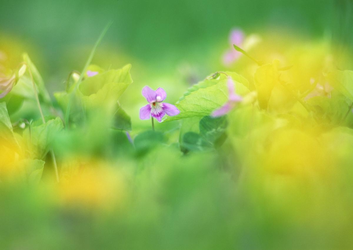 Focus On Pink Wildflowers Blooming | Free Photo - rawpixel