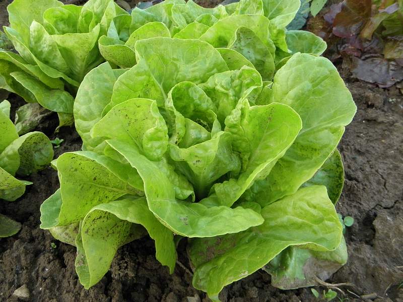 Green leafy lettuce growing in the ground during summer