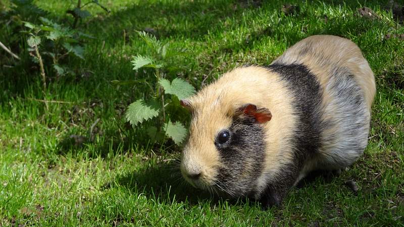 can you keep guinea pigs outside