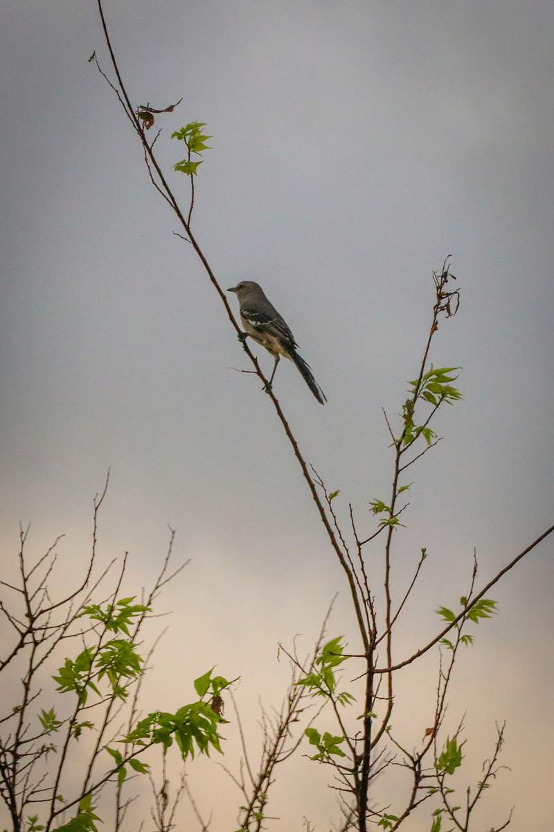 Black And White Sparrow Images | Free Photos, PNG Stickers, Wallpapers