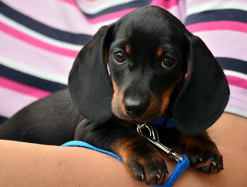 10 Things to Know about Dachshund Dog