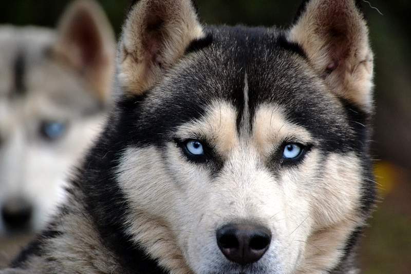 Siberian Husky Images | Free Photos, PNG Stickers, Wallpapers & Backgrounds  - rawpixel