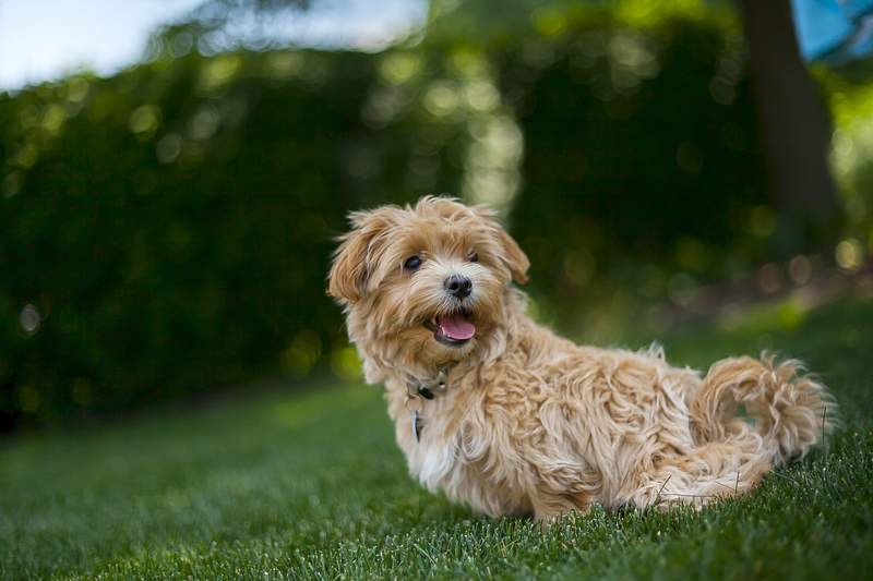 Havanese Growth Chart (Weight Chart & Size Chart) 6 Havanese