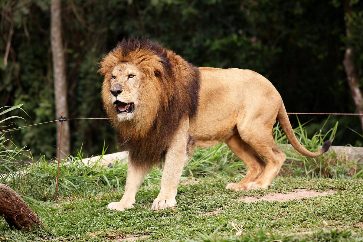 Which Cat Will Win? Lion vs Jaguar Fight to the Death