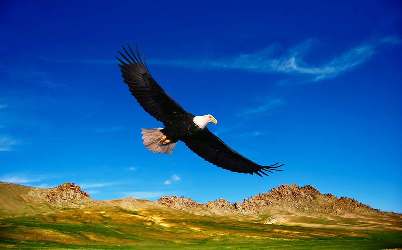 Eagle Images | Free HD Backgrounds, PNGs, Vectors & Illustrations - rawpixel