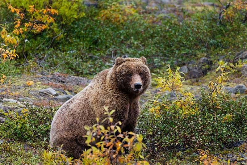 Grizzly bear by Jim Peaco. | Free Photo - rawpixel