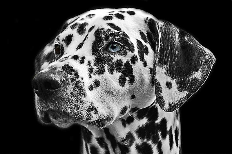 Lifespan and Health Concerns of Dalmatian Pitbull Mixes: Are Pitbulls Healthy Dogs?