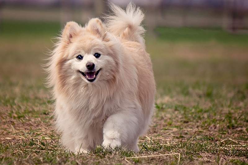 Pomeranian Images | Free Photos, PNG Stickers, Wallpapers & Backgrounds - rawpixel