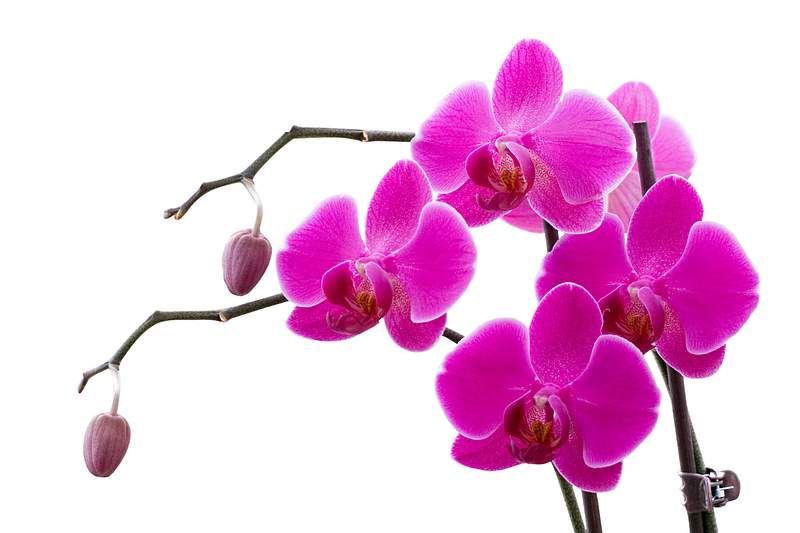 Orchid Images | Free HD Backgrounds, PNGs, Vector Graphics, Illustrations &  Templates - rawpixel