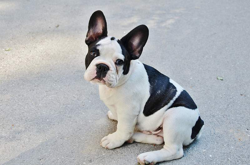 What is the genetics of the French Bulldog Pit Bull Mix?