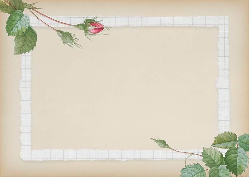 Romantic floral frame | Royalty free stock psd mockup | High Resolution design Double moss rose with grid white frame on beige background illustration