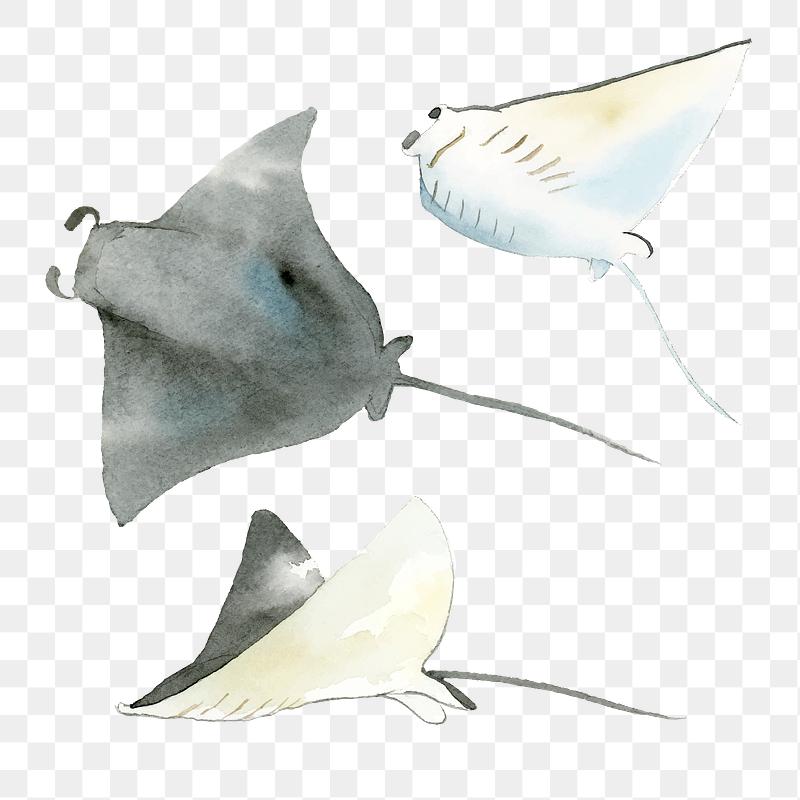 Drawing Of A Kelp Fish Royalty Free Vector 47344