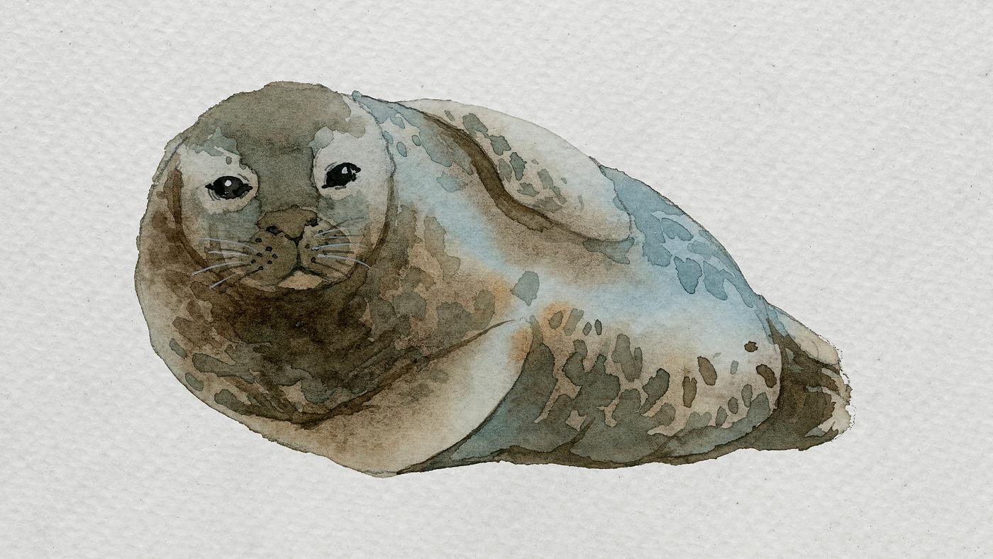Seal In Watercolor Royalty Free Stock Illustration 2045384