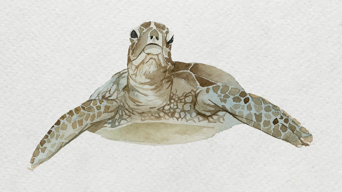 Sea Turtle In Watercolor Royalty Free Vector 2045511