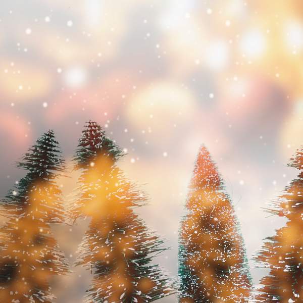 Blurred Pine Tree Background Royalty Free Photo