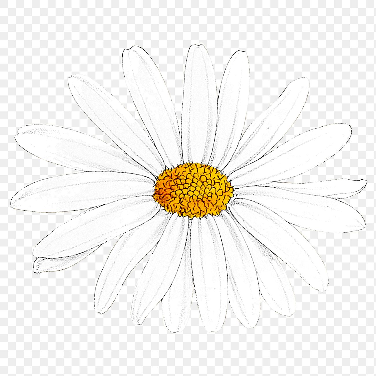 Beautiful Daisy flower png | Royalty free stock transparent png - 2094588