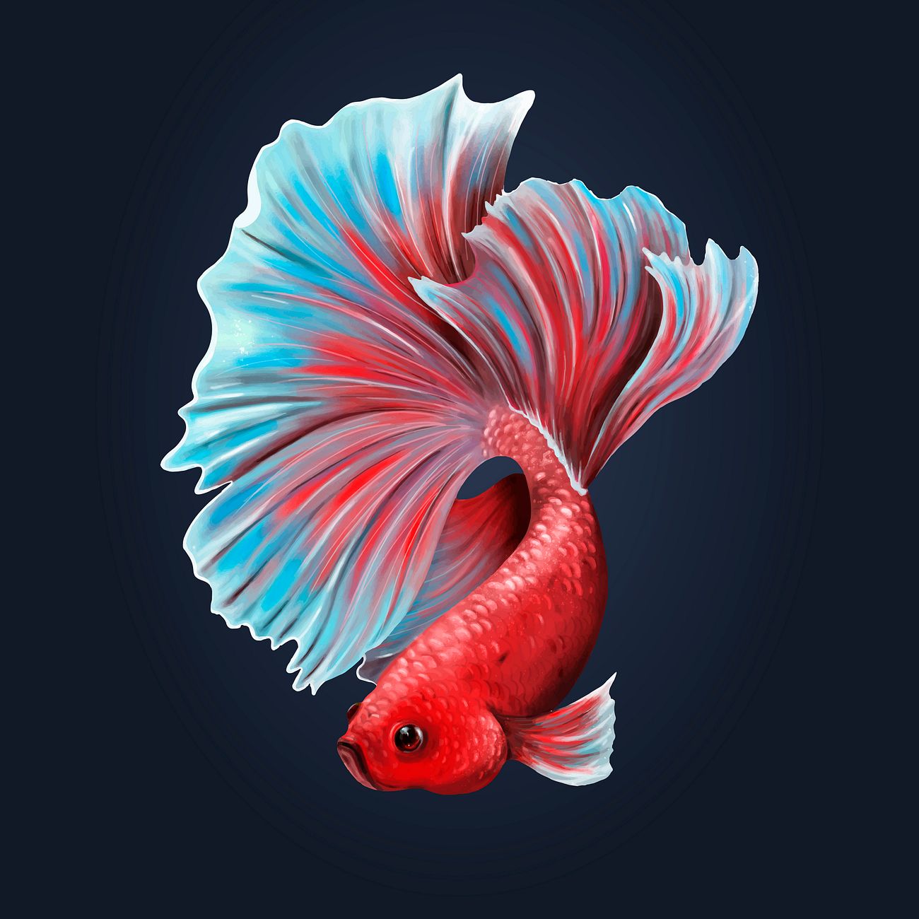 Colorful betta fish on a midnight blue background vector ...