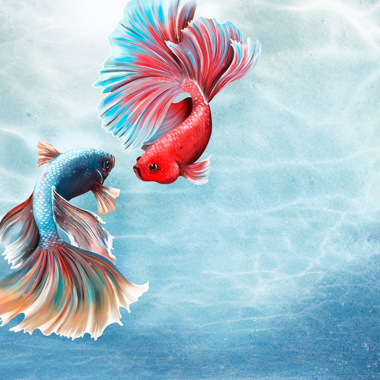 Download Colorful betta fishes on a sky blue background | Royalty ...