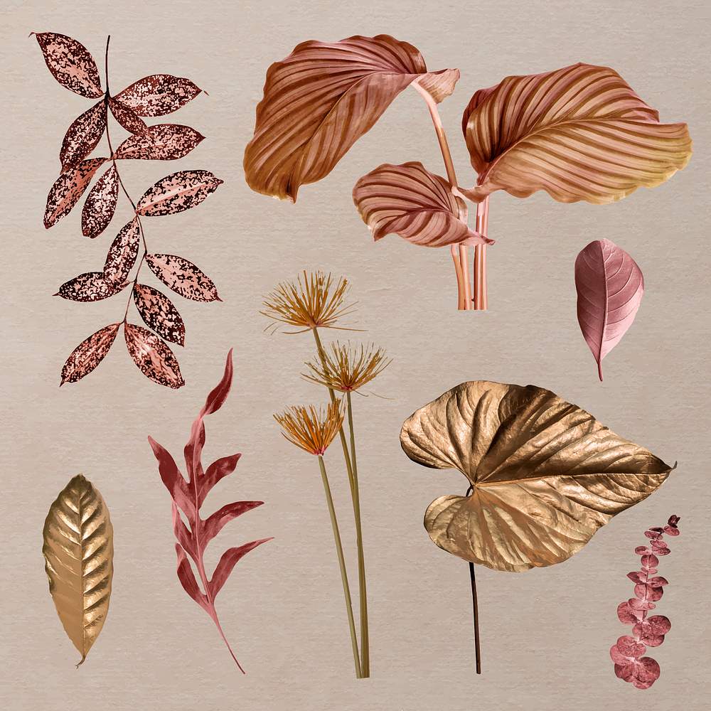 Brown Leaves Images | Free Vectors, PNGs, Mockups & Backgrounds - rawpixel
