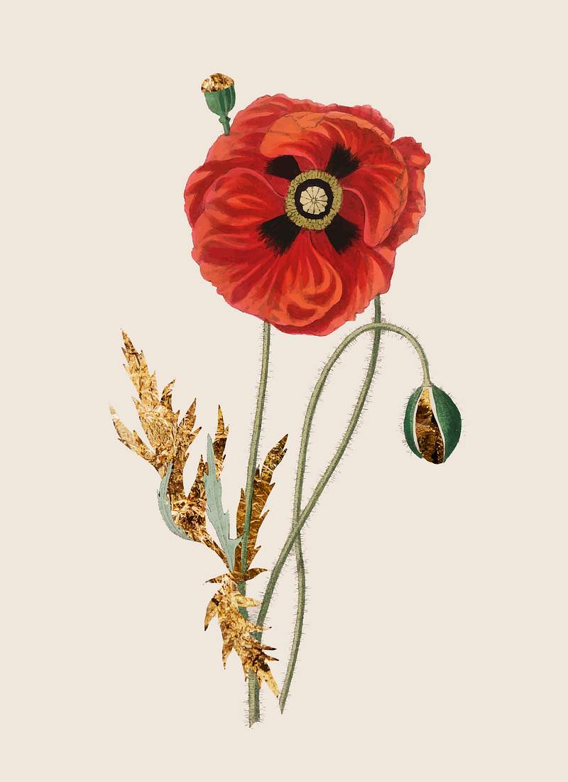 Common poppy vintage illustration vector,… | Royalty free stock vector Common poppy vintage illustration vector, remix from original artwork.