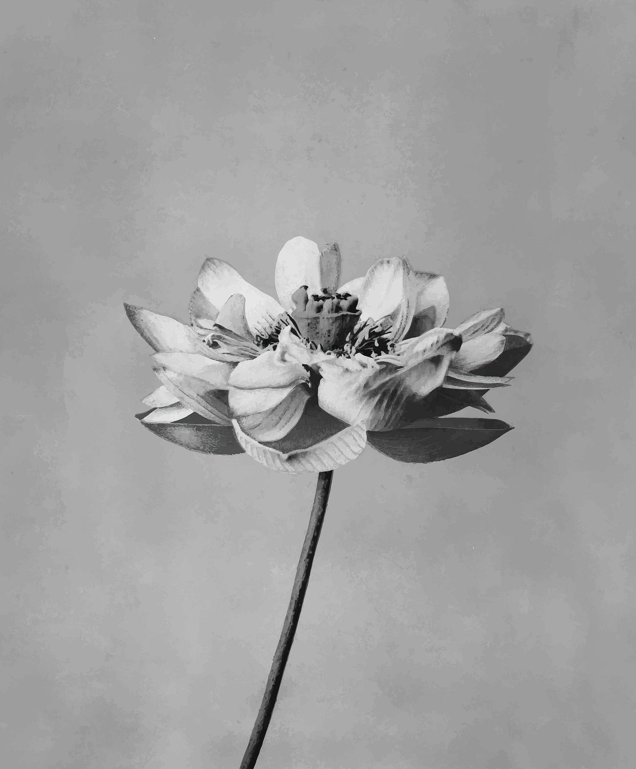 Lotus Flower Vintage Illustration Vector Remix From Original