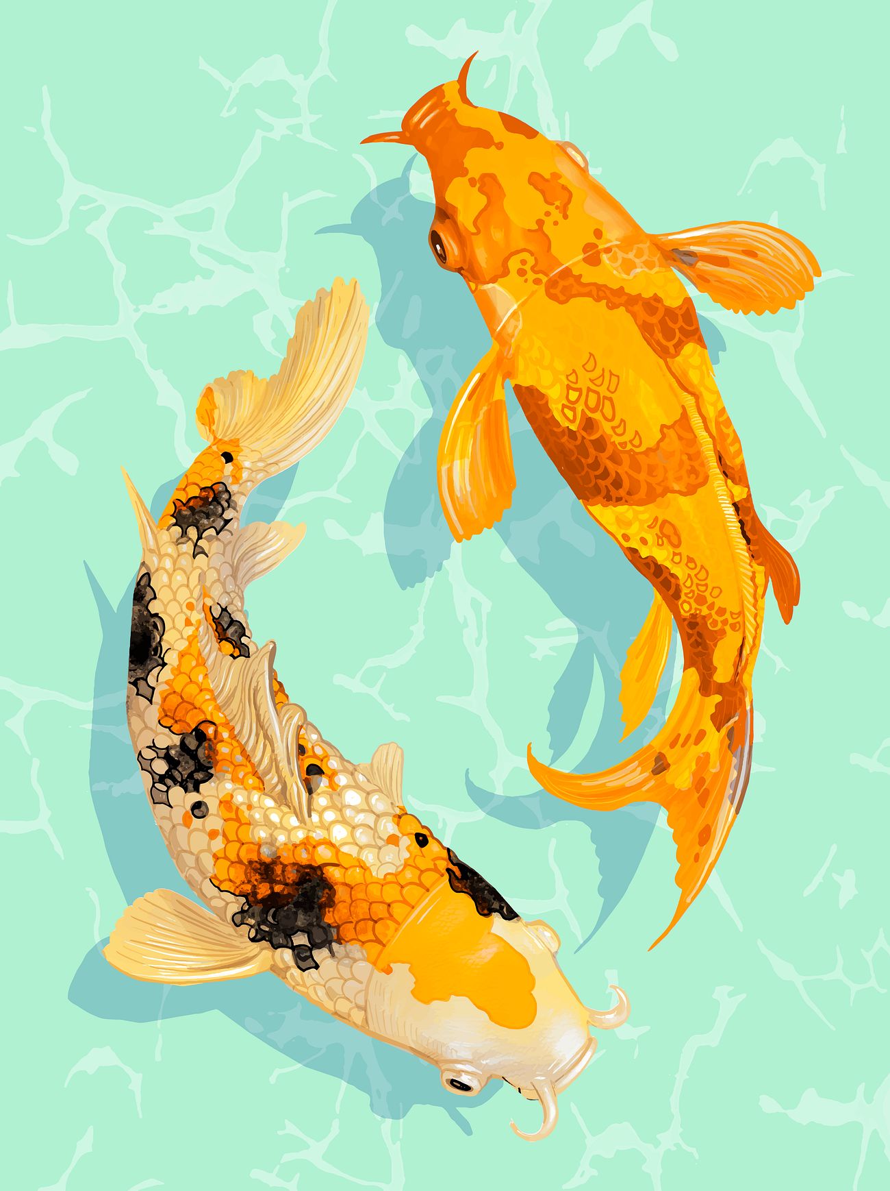 Two Japanese Koi fish swimming wall art print and poster | Royalty free