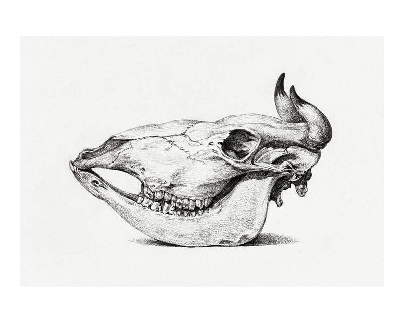 Dead Animal Drawing Images | Free Photos, PNG Stickers, Wallpapers &  Backgrounds - rawpixel