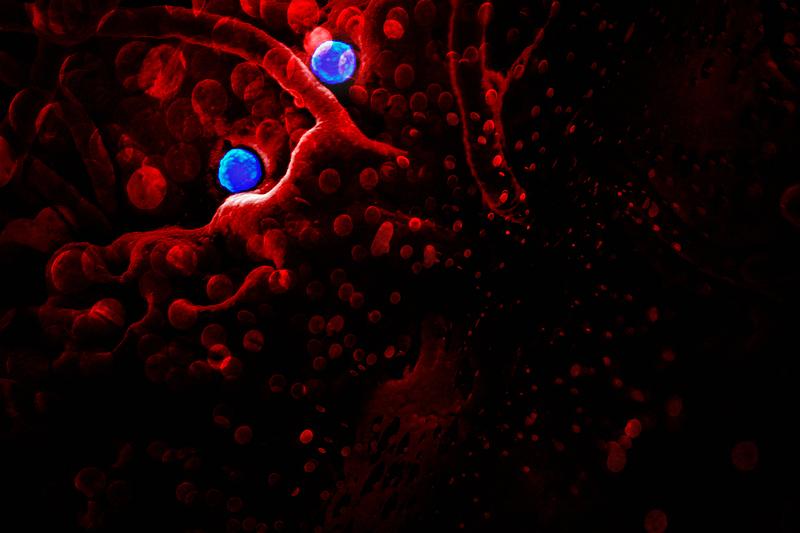 Coronavirus under a microscope on a redbackground illustration 