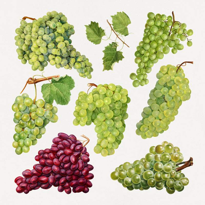 Grape Images | Free Food & Beverage Photography, HD Wallpapers, PNGs &  Illustration Graphics - rawpixel