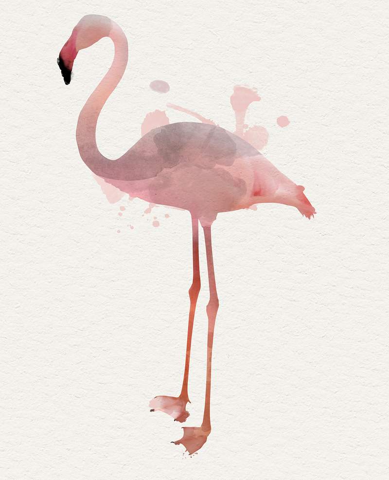 Flamingo Images Free Hd Backgrounds Pngs Vectors Illustrations Rawpixel Flamingo Images Free Hd Backgrounds Pngs Vectors Illustrations Rawpixel
