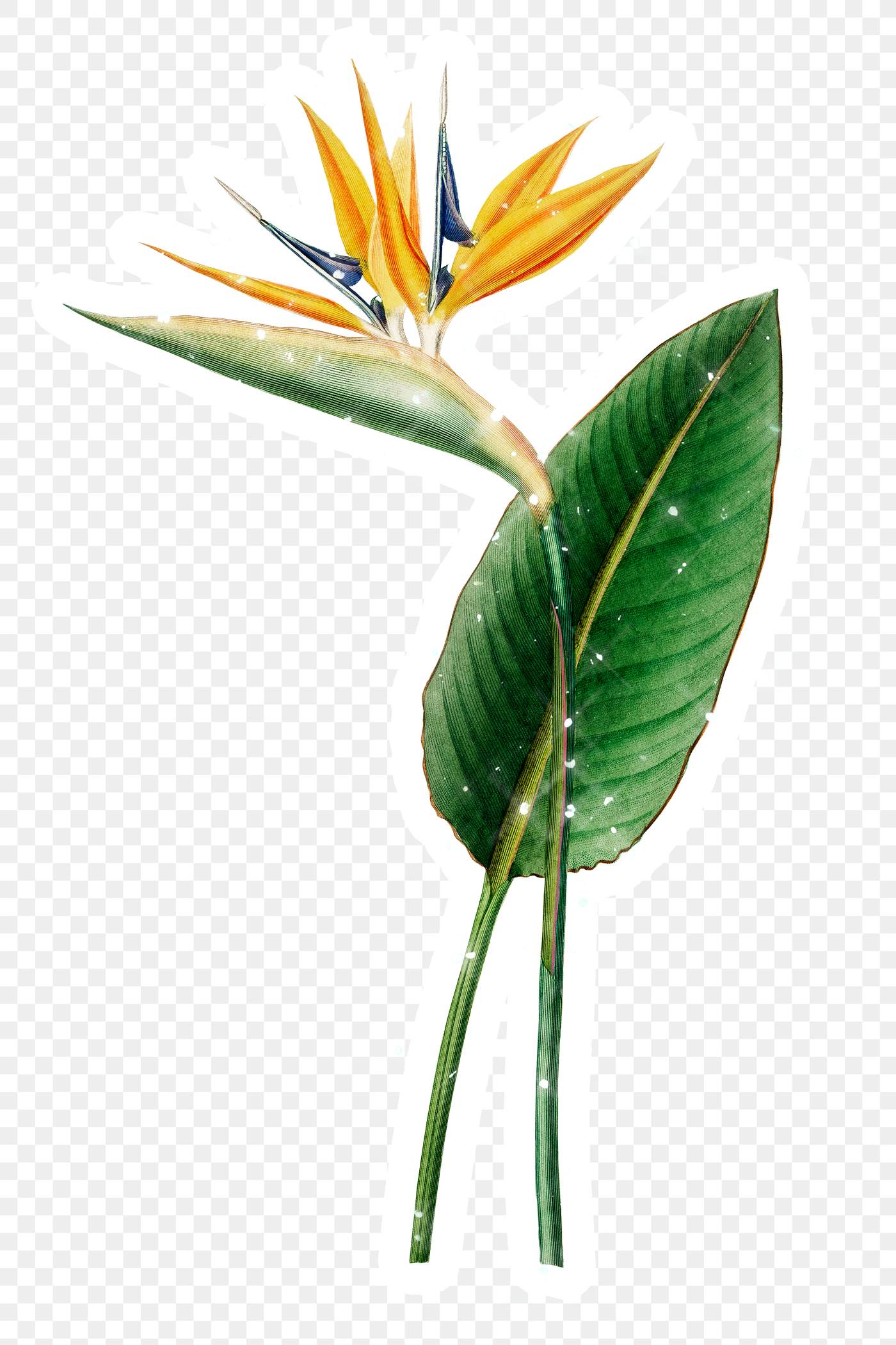 Hand Drawn Sparkling Bird Of Paradise Flower Sticker With White Borde Free Transparent Png 2351139