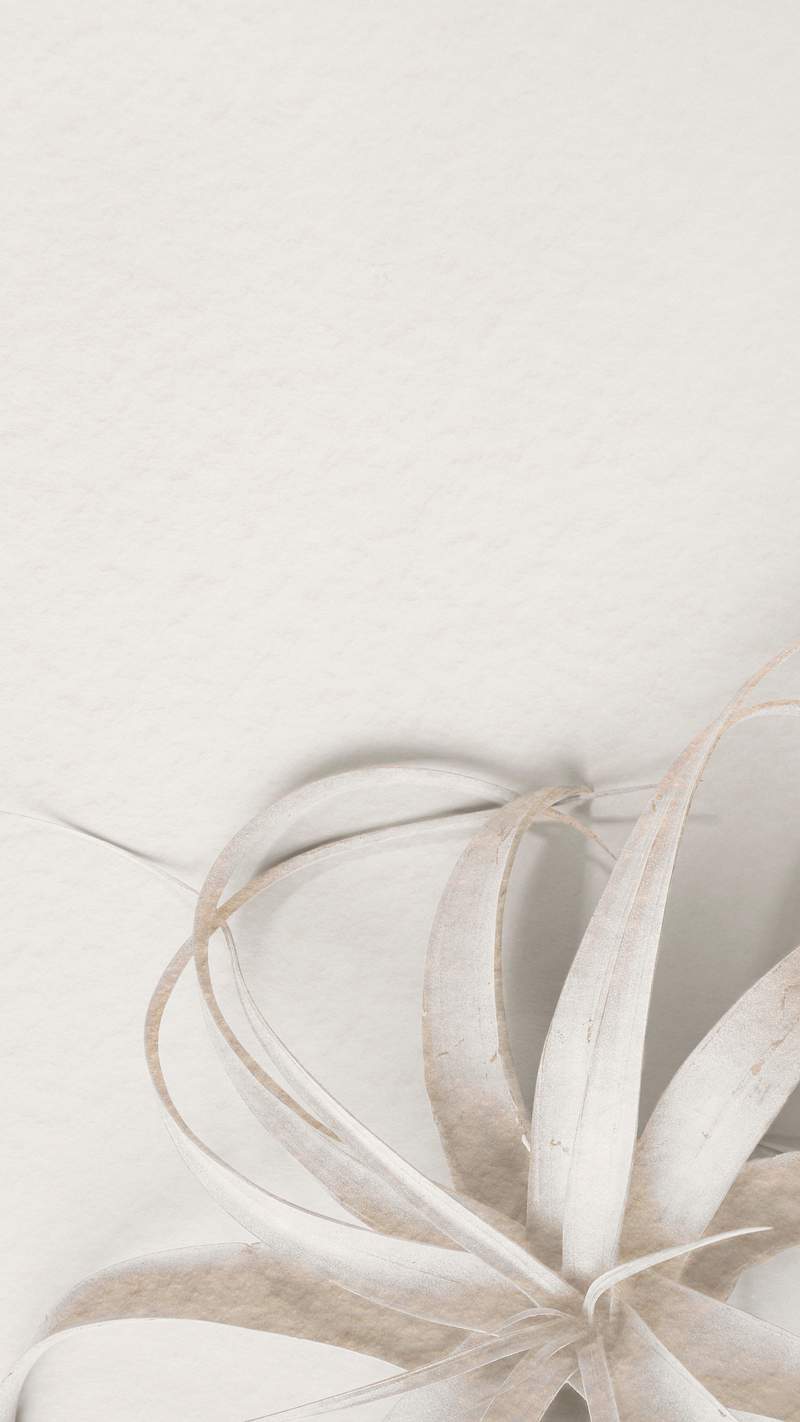 Air Plant Minimalist Wallpaper Images | Free Photos, PNG Stickers