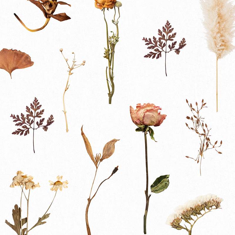Dried Flower Images | Free HD Backgrounds, PNGs, Vector Graphics,  Illustrations & Templates - rawpixel
