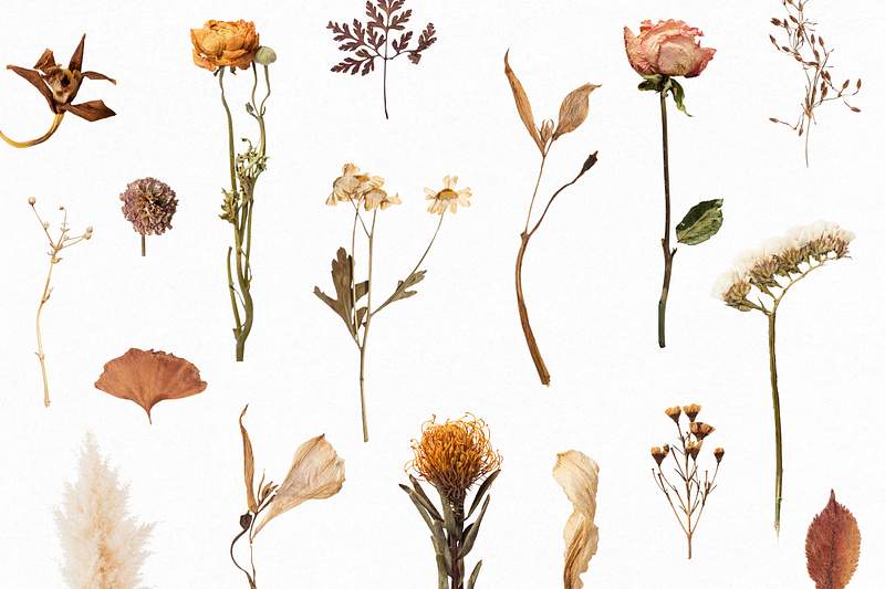 Dried Flower Images | Free HD Backgrounds, PNGs, Vector Graphics,  Illustrations & Templates - rawpixel