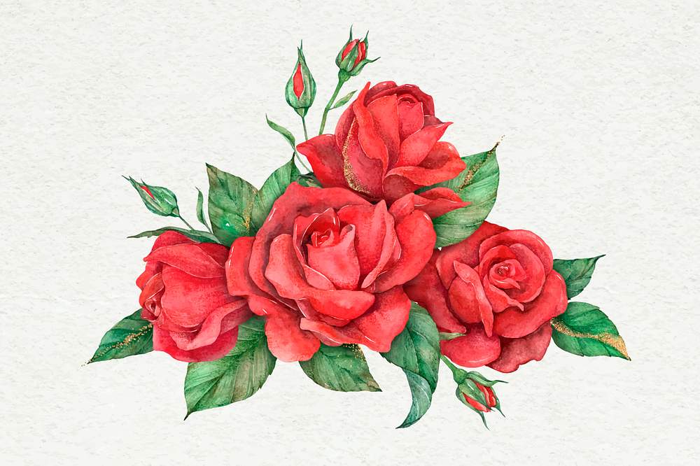 Hand drawn vector red rose flower | Royalty free stock Illustration