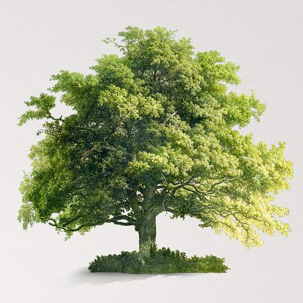 Tree Images | Free HD Backgrounds, PNGs, Vectors & Templates - rawpixel
