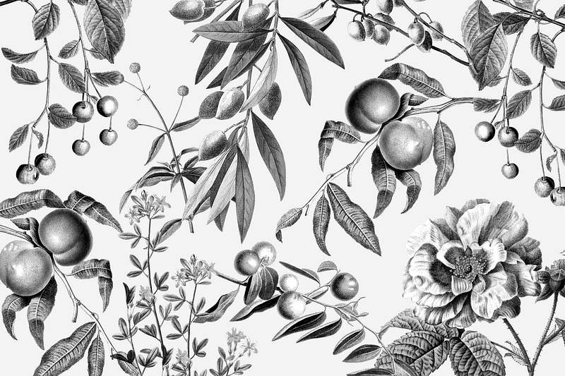 Elegant rose floral pattern psd black and… | Royalty free stock Illustration | High Resolution graphic Elegant rose floral pattern psd black and white fruits vintage illustration