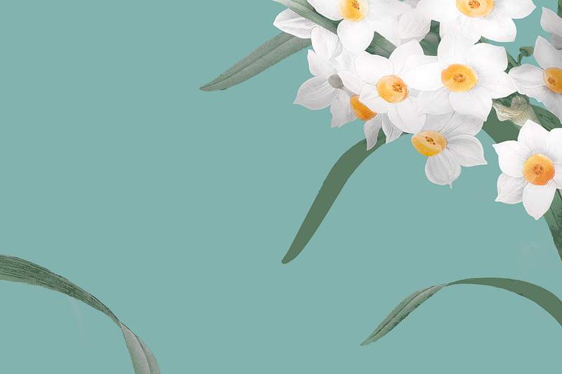 Easter Lily Images | Free Photos, PNG Stickers, Wallpapers & Backgrounds -  rawpixel