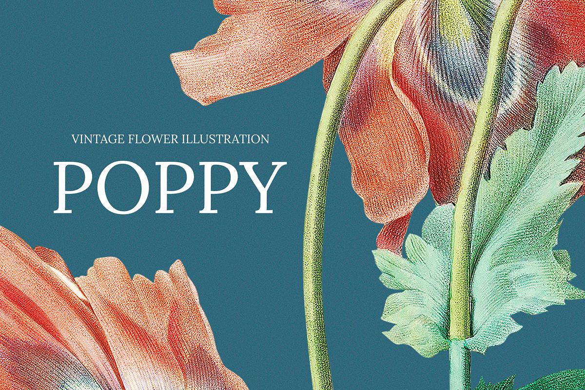 Poppy hand drawn flower illustration, | Free Photo - rawpixel