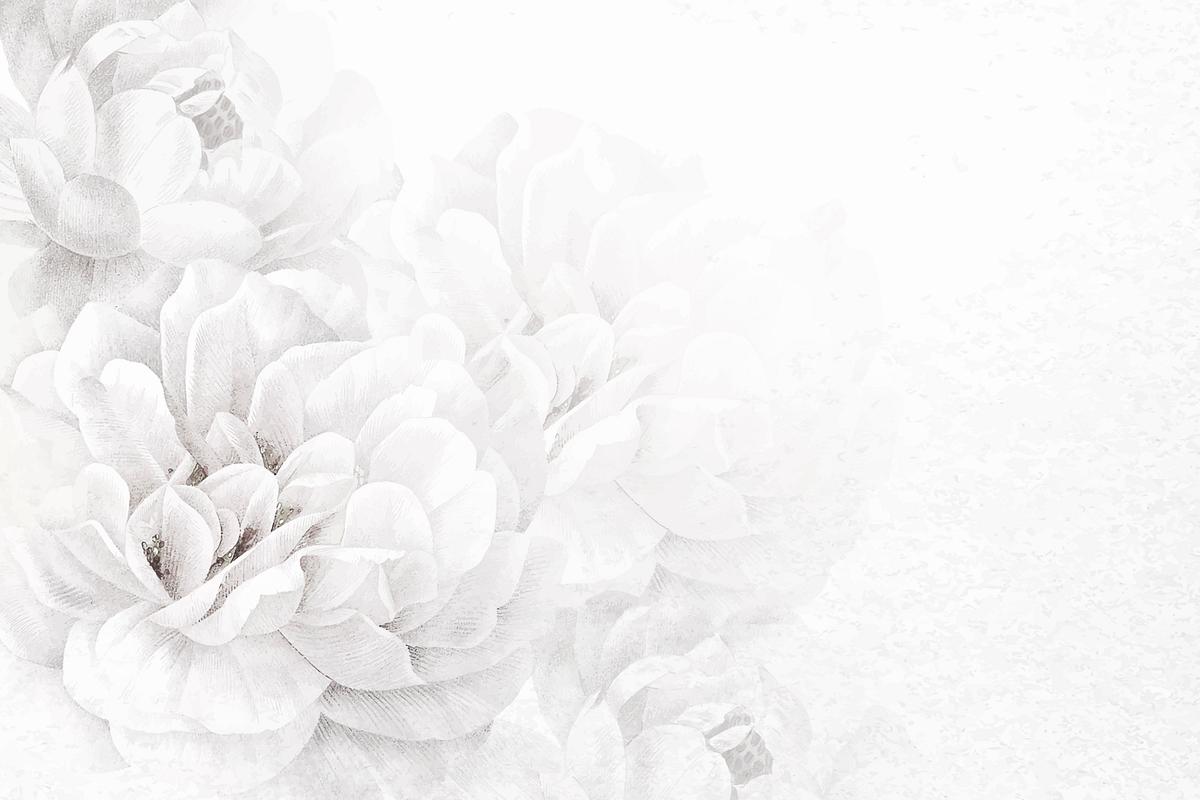 White Flower Images | Free HD Backgrounds, PNGs, Vector Graphics ...
