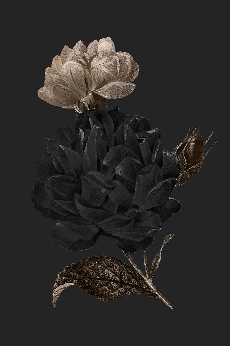 Black Rose Images | Free Photos, PNG Stickers, Wallpapers & Backgrounds -  rawpixel