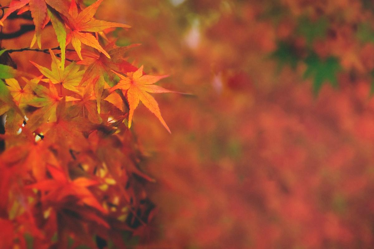 Maple Leaf Maple Leaf