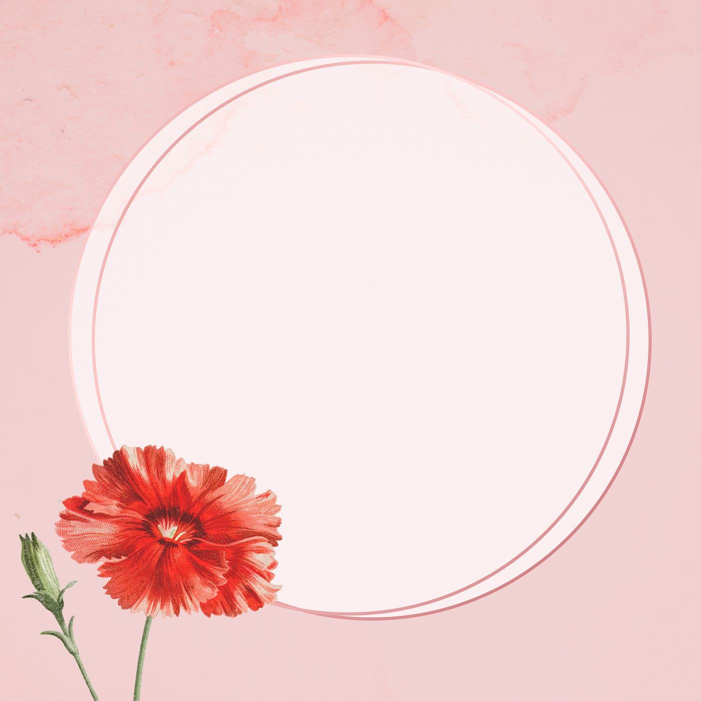 Orange carnation flower frame on pink background illustration Orange carnation flower frame on pink background illustration