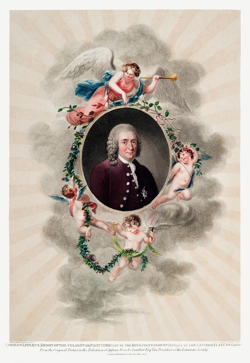 Carl Linnaeus by Robert John Thornton The Portrait of Carl Linnaeus from The Temple of Flora (1807) by Robert John Thornton. Original from Biodiversity Heritage…
