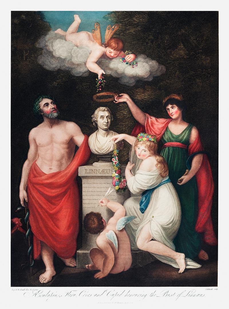 Divine illustration by Robert John Thornton Flora, Aesculapius, Ceres, with Cupid, Honoring the Bust of Linnaeus from The Temple of Flora (1807) by Robert John Thornton.…