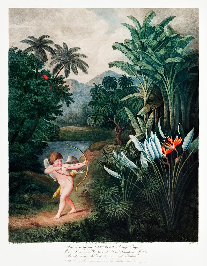 Cupid illustration by Robert John Thornton Cupid Inspiring Plants with Love from The Temple of Flora (1807) by Robert John Thornton. Original from Biodiversity Heritage…