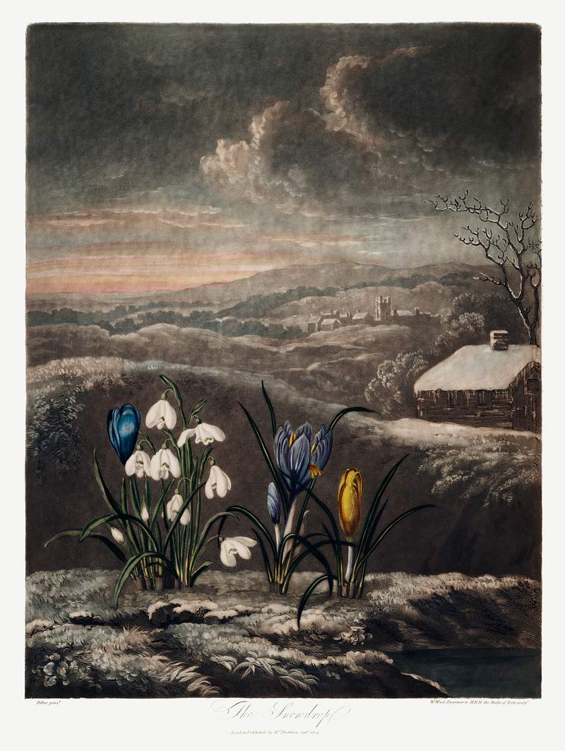 Botanical artwork by Robert John Thornton | Free public domain illustration The Snowdrops from The Temple of Flora (1807) by Robert John Thornton. Original from Biodiversity Heritage Library. Digitally…
