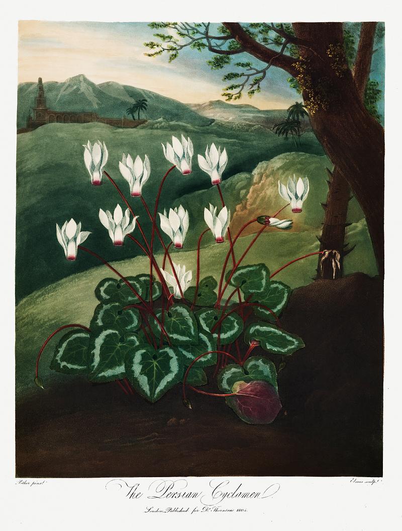 Botanical artwork by Robert John Thornton The Persian Cyclamen from The Temple of Flora (1807) by Robert John Thornton. Original from Biodiversity Heritage Library.…